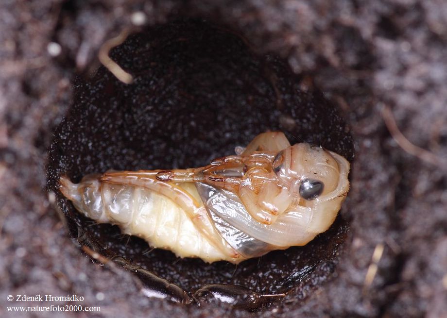 Great Diving Beetle, Dytiscus marginalis (Beetles, Coleoptera)